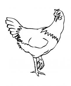 desene de colorat gaina